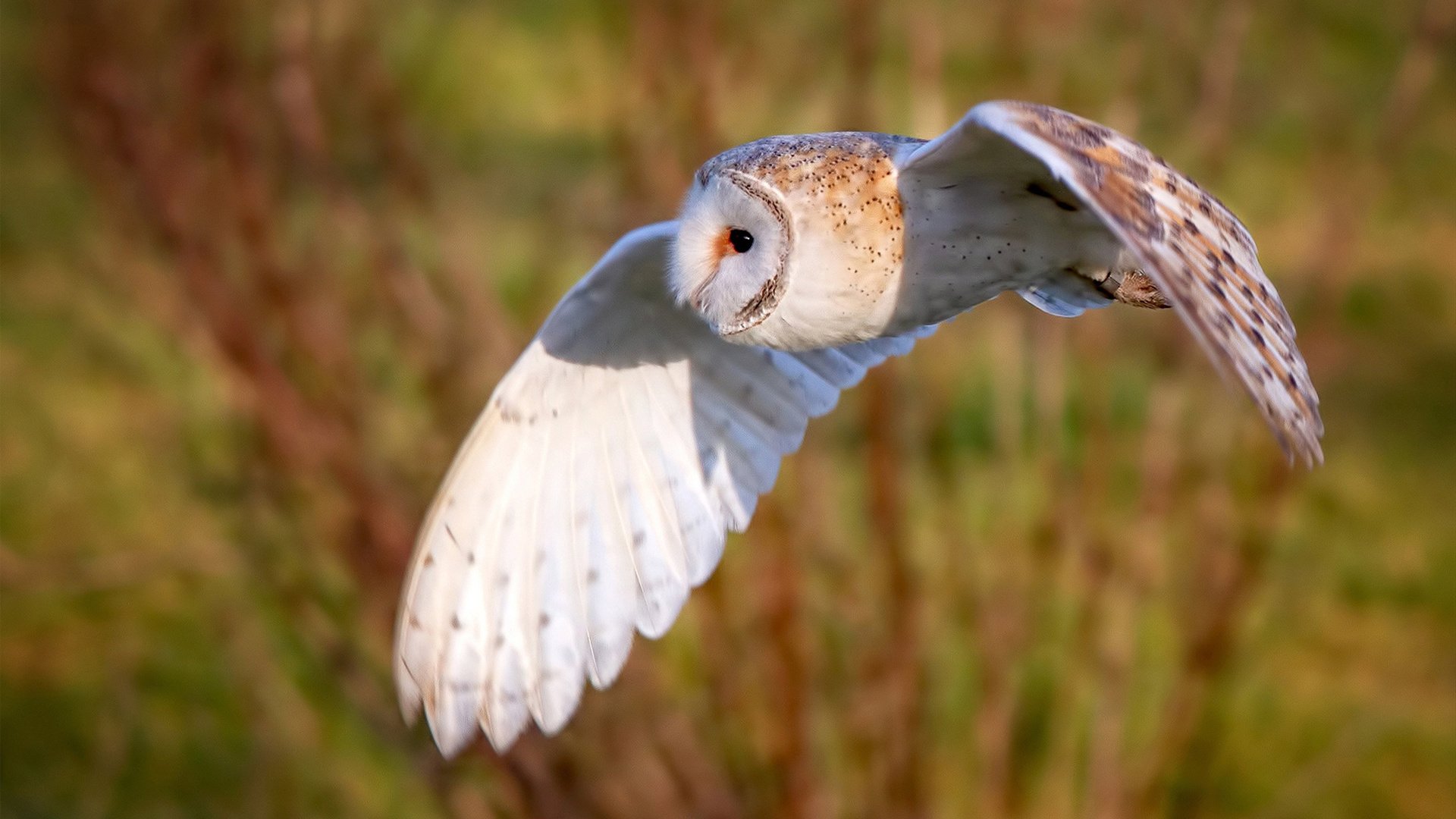 “意甲明星连续发光，球队士气爆棚”，意甲现役十大球星