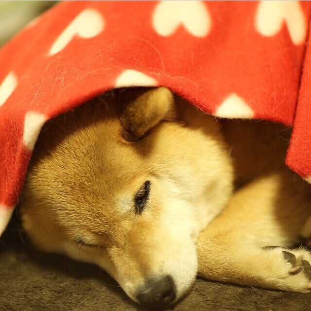 “超越极限：车手在赛场上的血脉喷张瞬间”，超越赛车2006视频