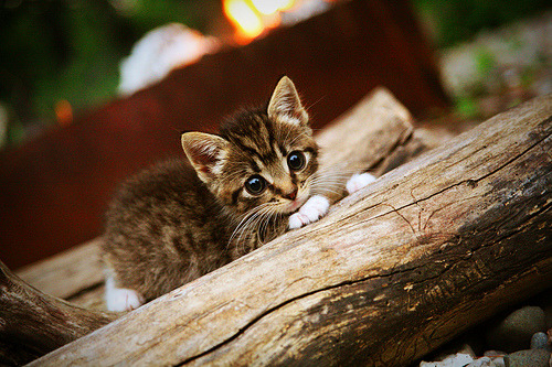 全国青少年足球裁判员能力提升工程正式启动，为行业“输送”人才