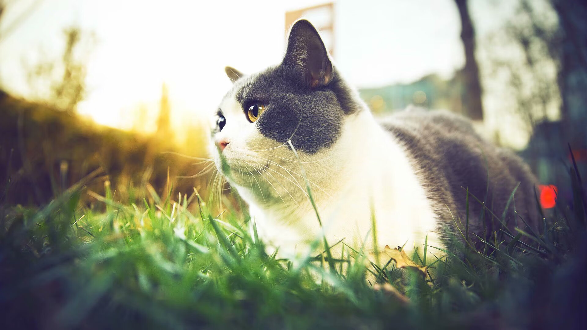 全民足球运动推广月，青少年热情高涨，全民足球节是哪一天