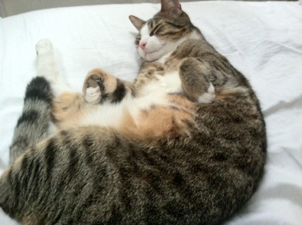 全国青少年篮协联手高校推动校企合作，打造青训新格局，青少年篮球职业联赛