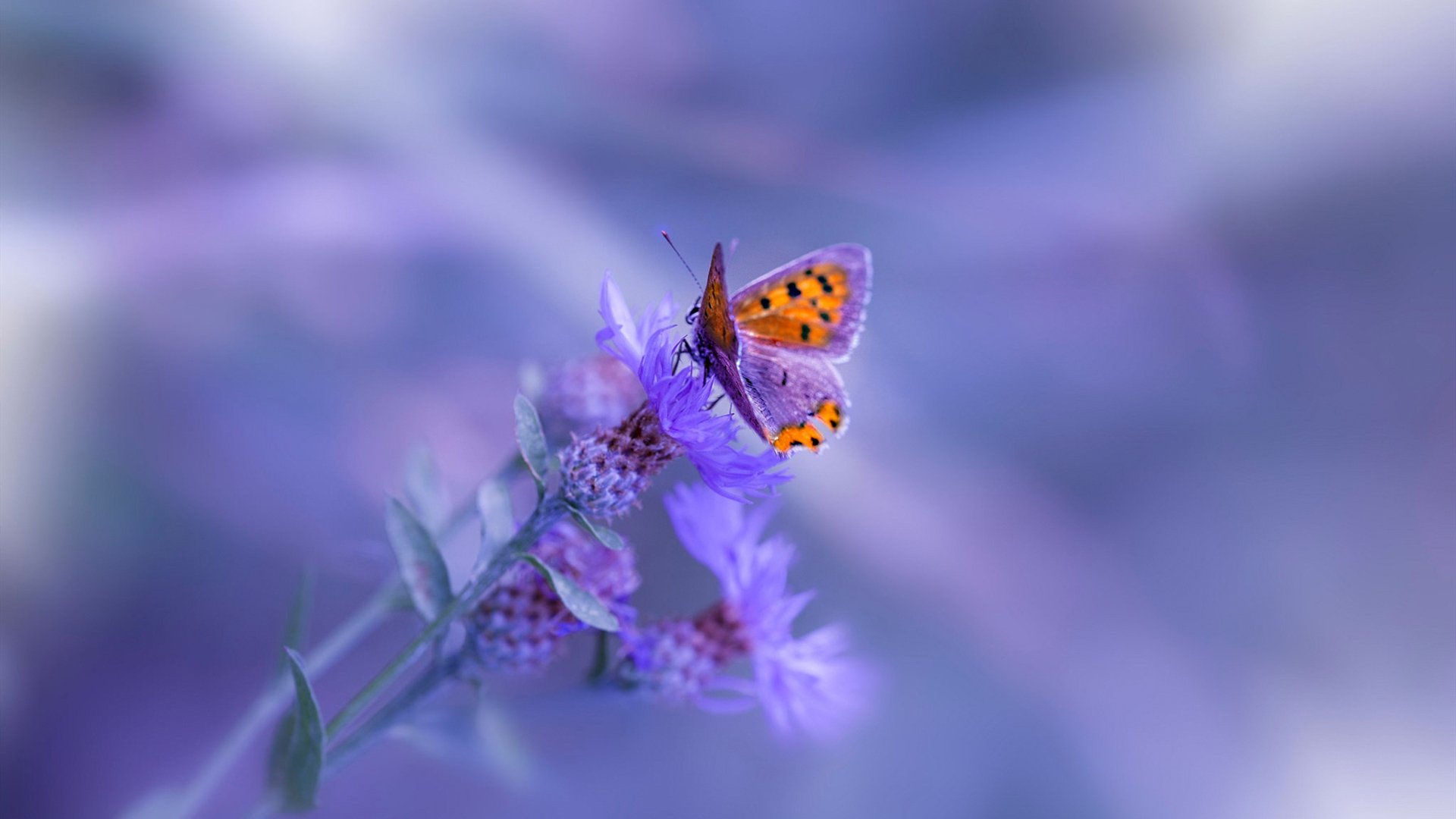 开云平台-国内足球产业链“人才+设备+场馆”融合发展格局形成，足球产业主要经营内容