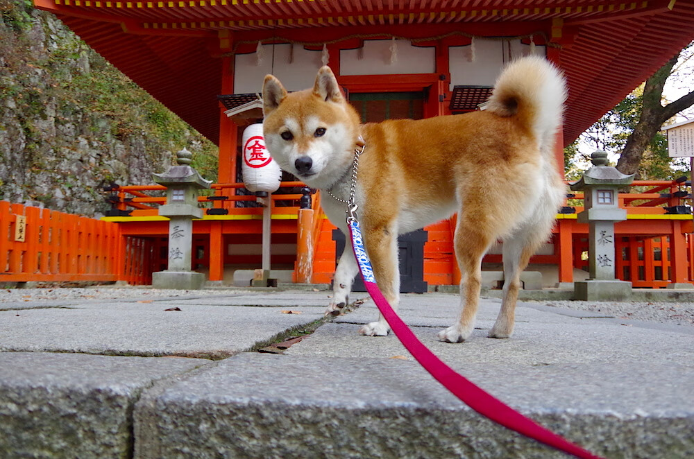 史诗级对决：欧洲豪门宿命之战，欧洲超级豪门