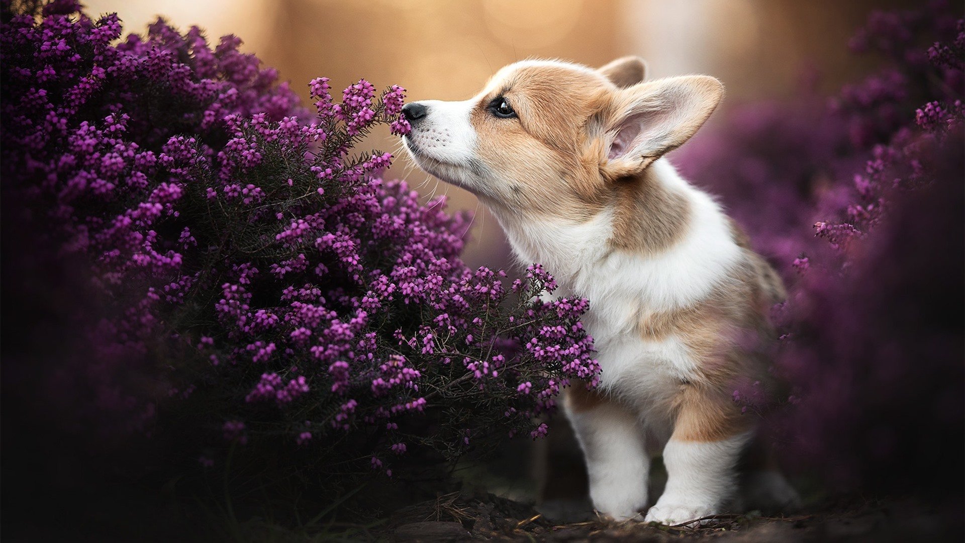 开云娱乐-未来“欧洲王者”登基：新一代领军人物崭露头角，欧洲未来知乎