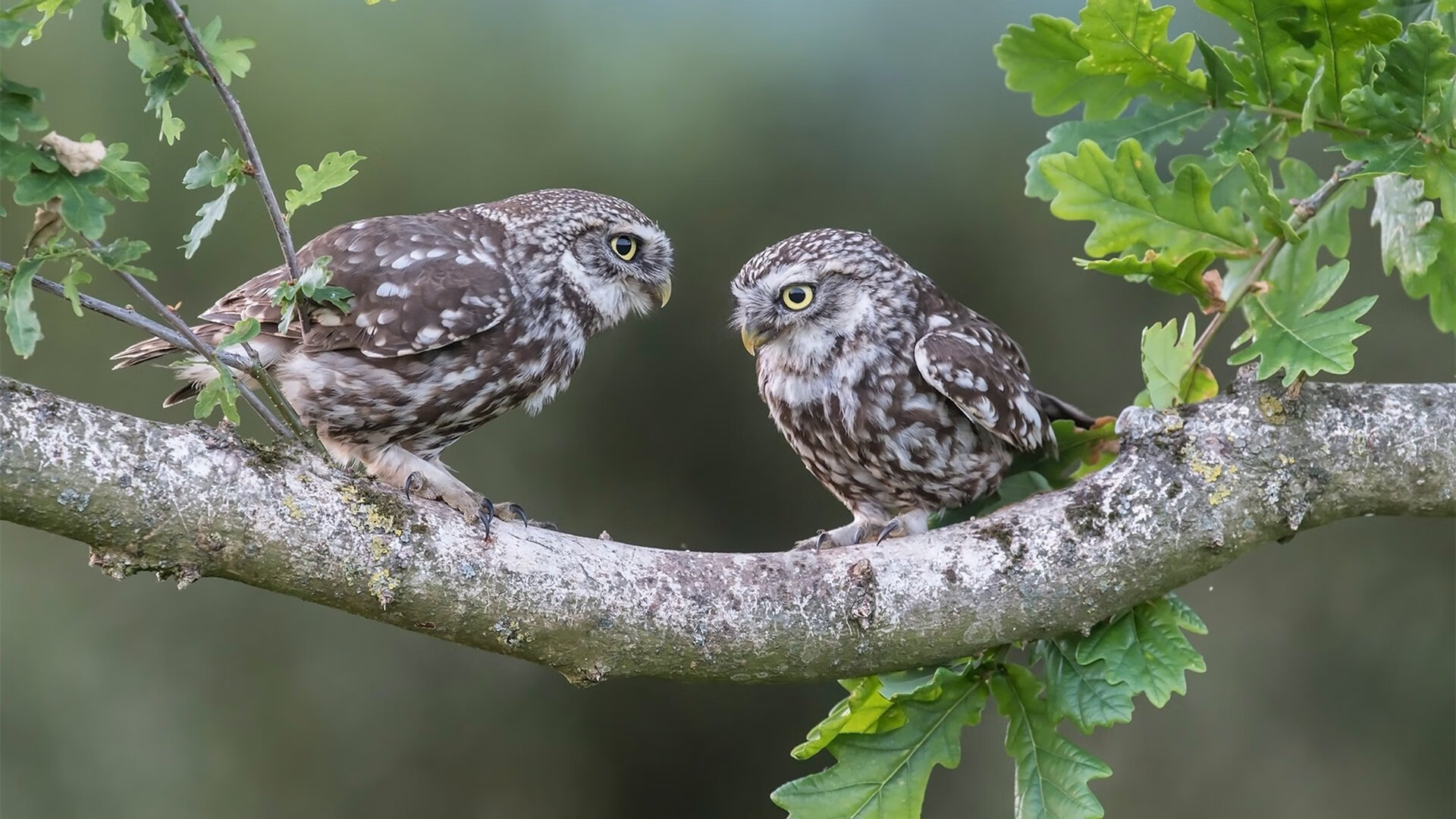 法甲：蒙彼利埃在主场爆冷击败排名前列的球队，法甲蒙彼利埃对尼姆