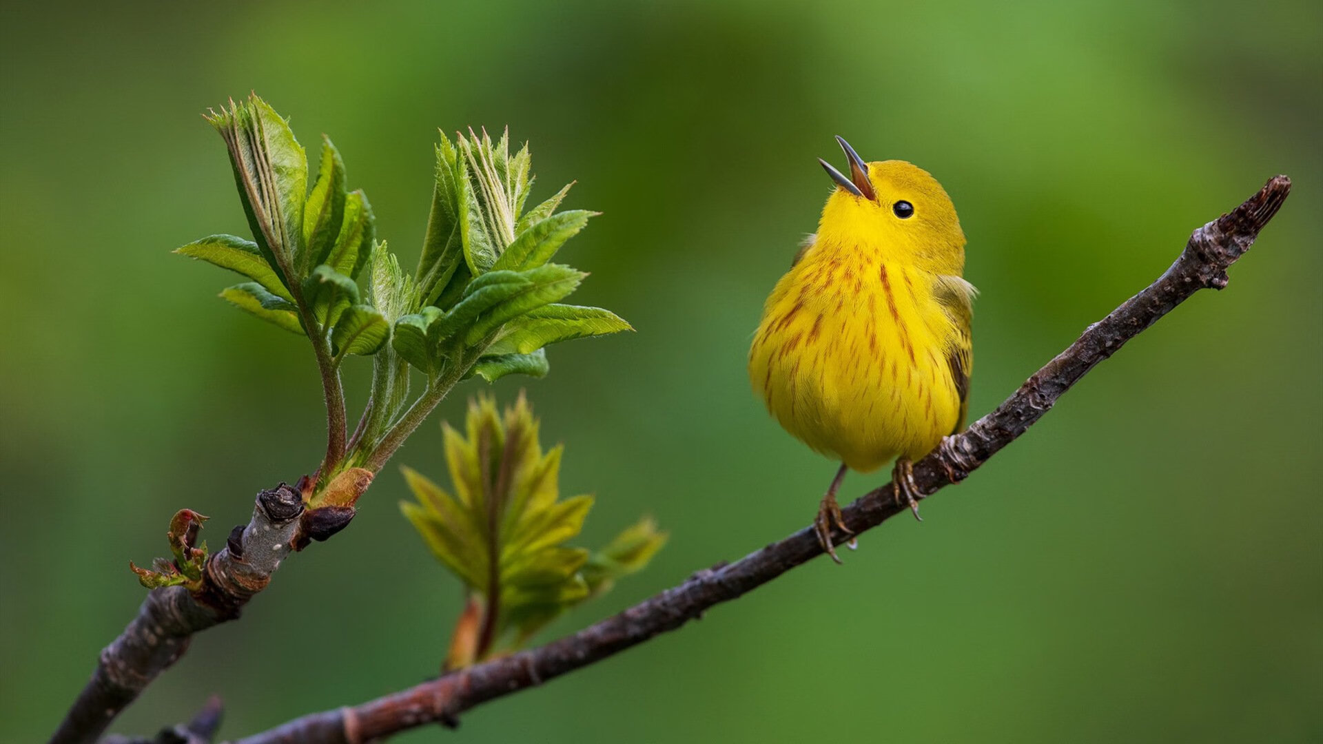 电竞产业与汽车产业的合作:赛事赞助与定制车型,电竞 赛车