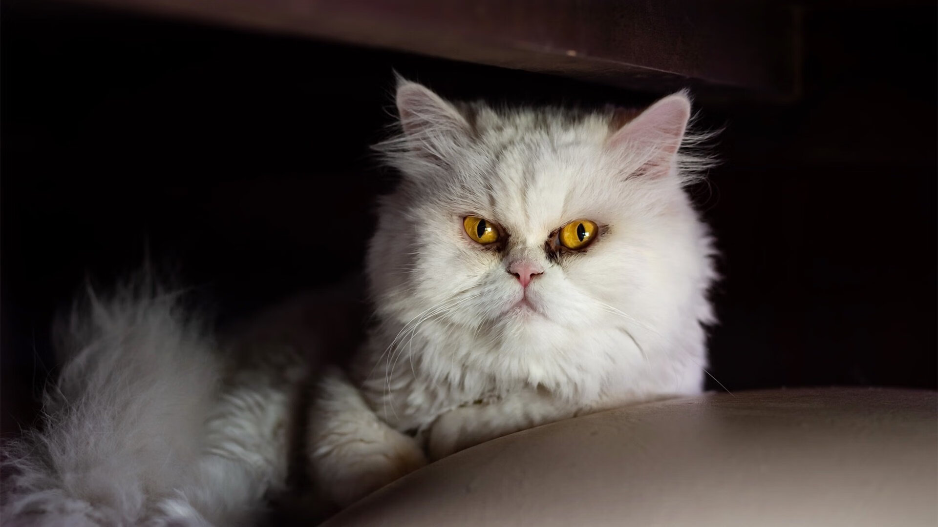 荷兰女足在预选赛中与法国队激战,荷兰女足战意