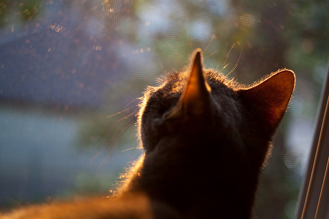 青少年篮球营地打造“绿色生态”,实现可持续发展,青年篮球训练基地要多少钱