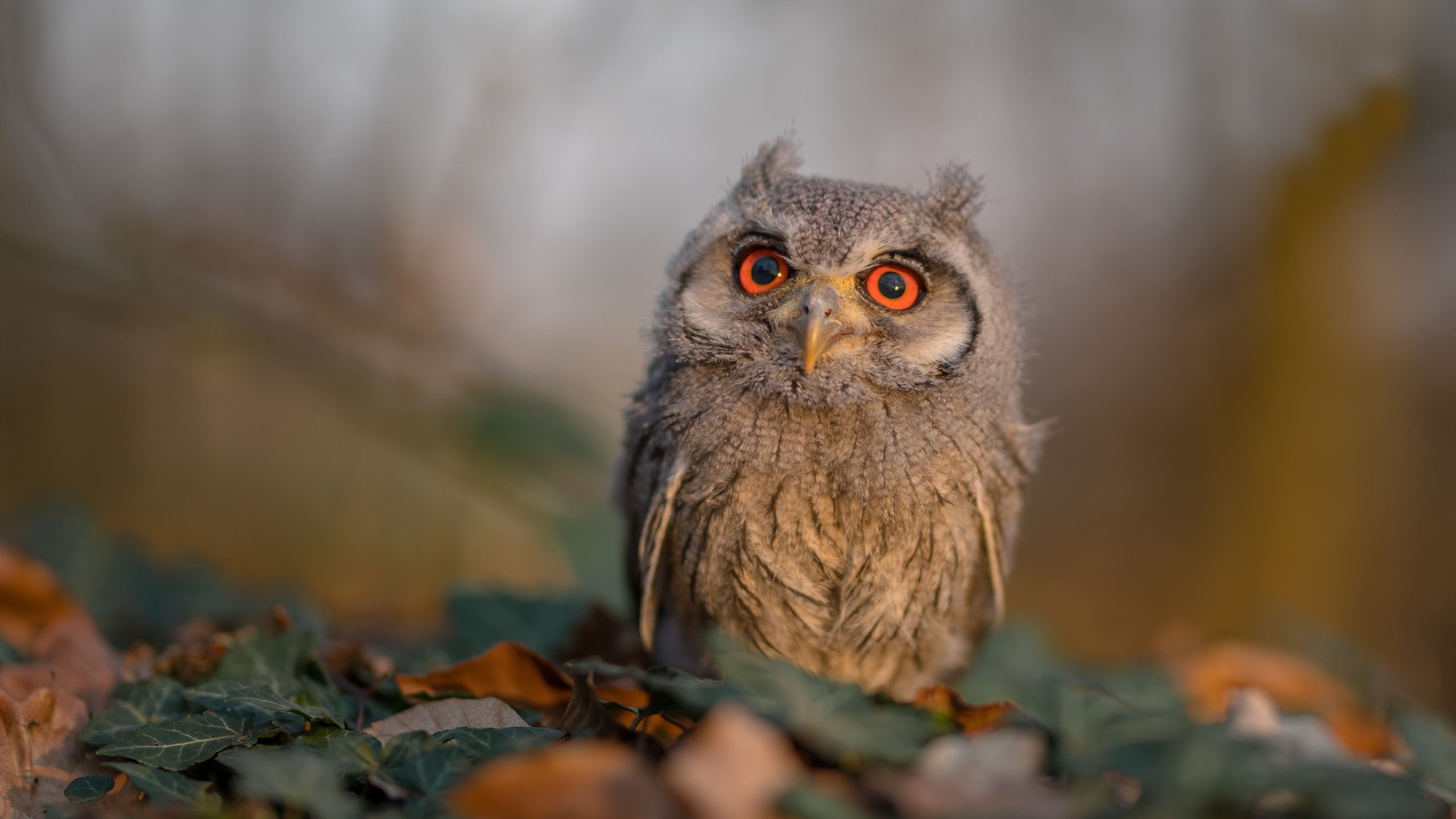 NBA新赛季火爆开局，nba新赛季开打