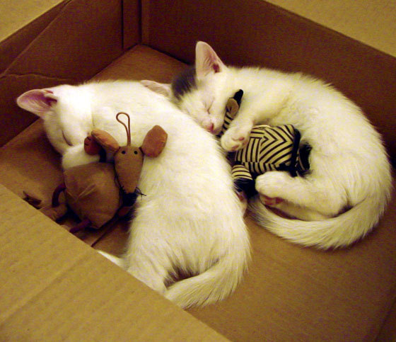 丹麦队以绝对优势战胜威尔士：晋级半决赛双豪对决，丹麦队vs威尔士队比赛结果