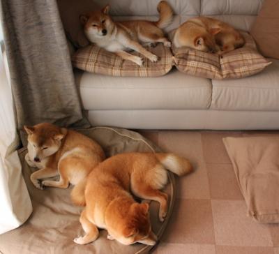 凯尔特人轮换阵容依旧高效，凯尔特人轮换阵容依旧高效的原因