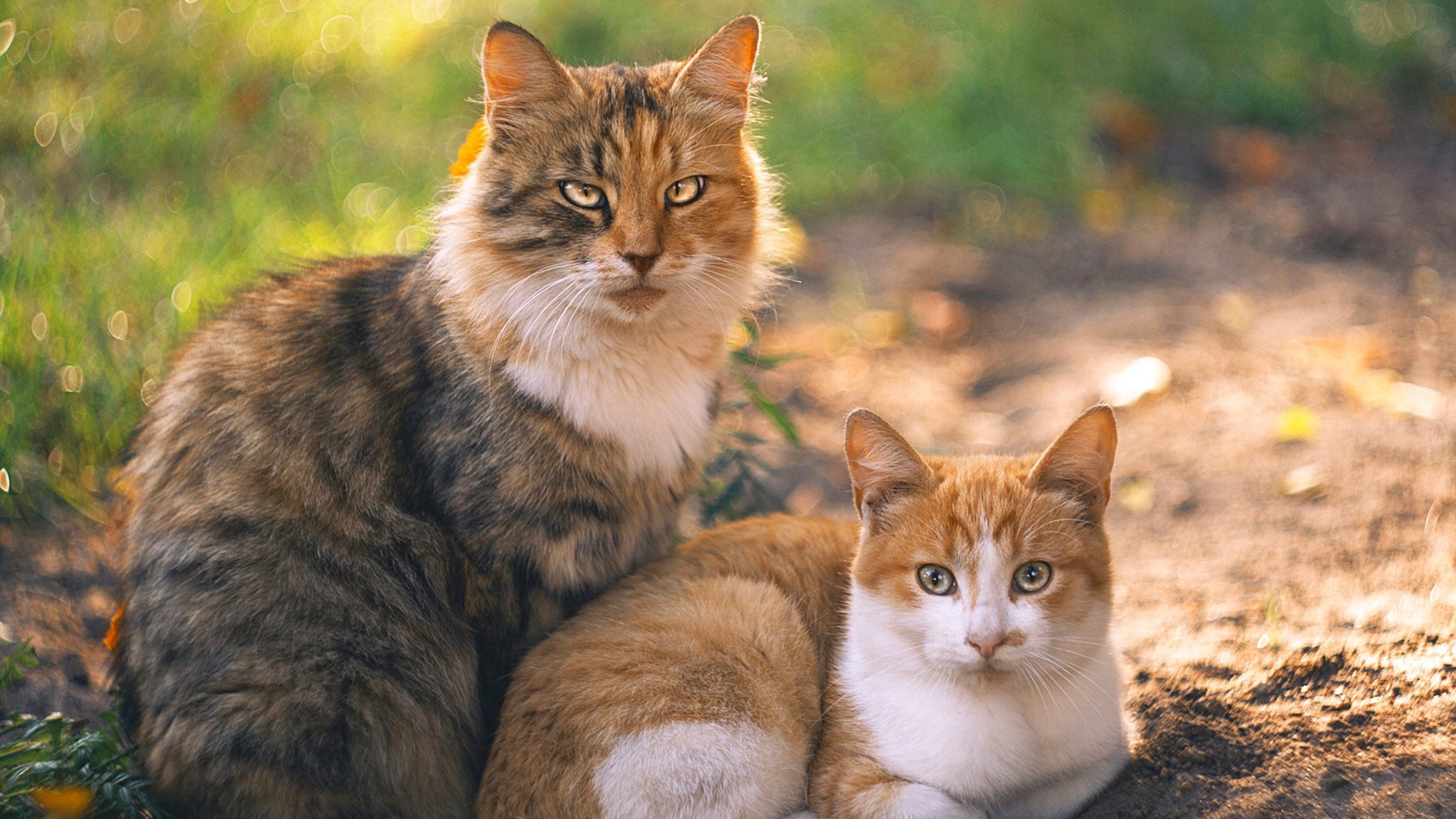 开云体育下载网页版-勇士赛季横扫灰熊，库明加连续五场20+，勇士队今日最新消息库明加