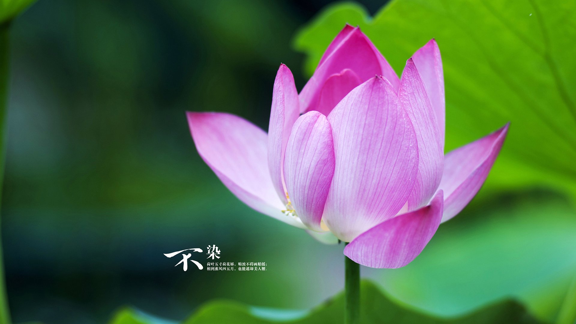 开云APP下载-拜仁-力克皇马，净胜球令球迷振奋士气大增，效力过皇马和拜仁的球员