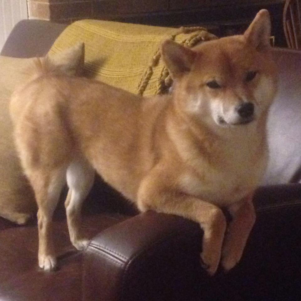 中国篮球职业联赛球队管理创新模式，篮球队管理的重要性