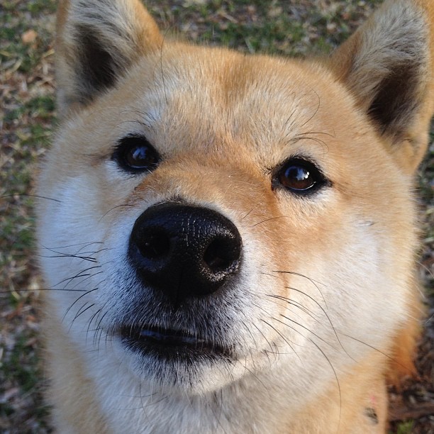 中国足球教练战术执行力报告，中国足球职业级教练名单