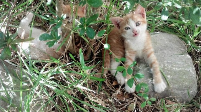中小学体育课程教学内容创新策略，浅谈小学体育教学的创新