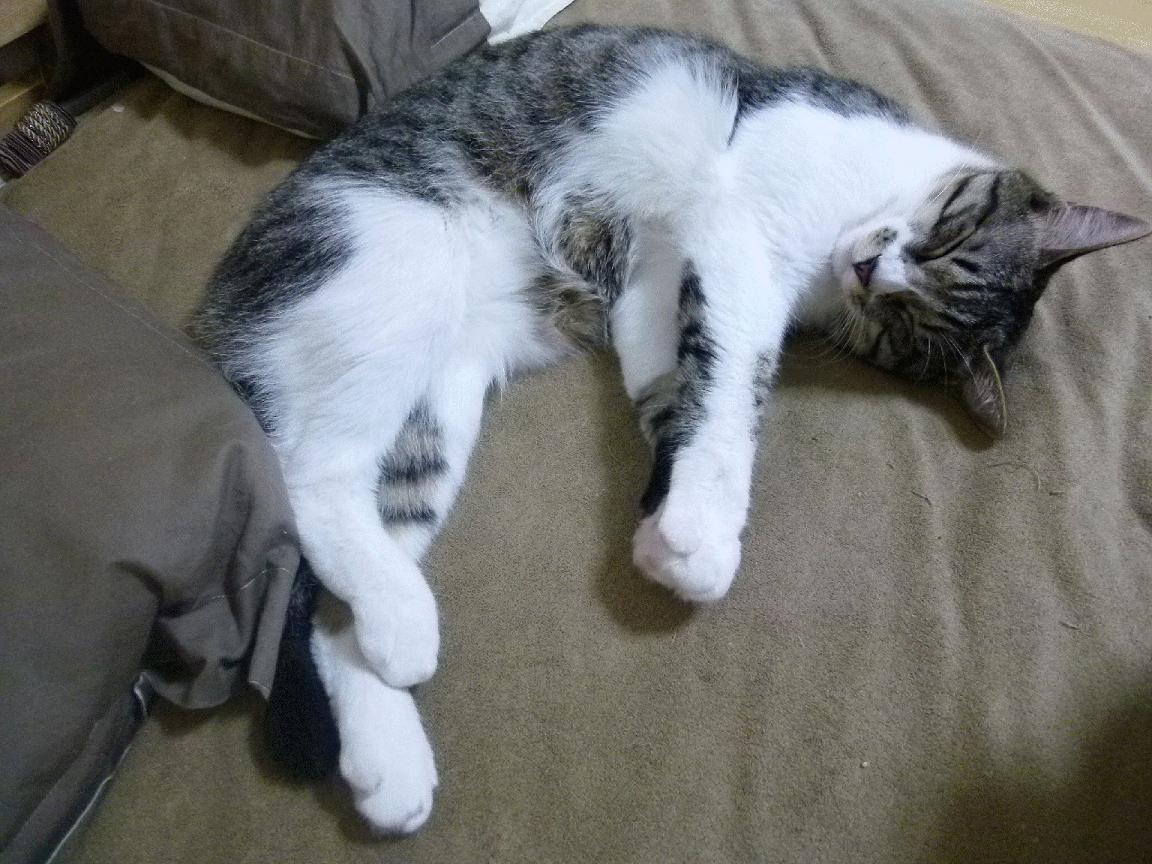 体育赛事跨界合作商业模式创新路径分析，体育赛事相关产业关联