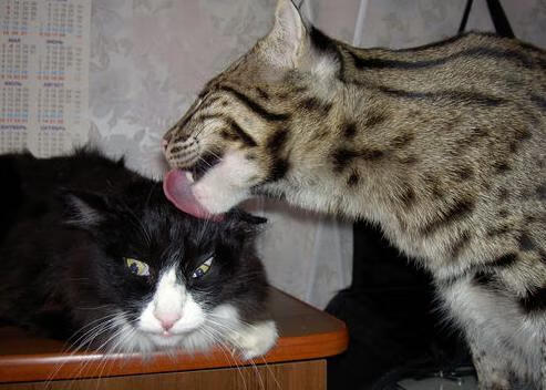 英超球队通过视频语言分析提升集体战术会议效率，英超当下最流行的战术打法, 或将引领世界足球潮流!