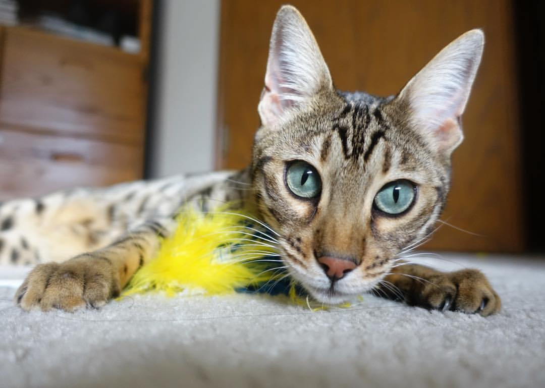 开云投注-“热刺强攻难掩阿仙奴的闪电反击”